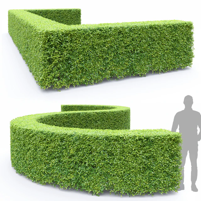 Ligustrum — Download