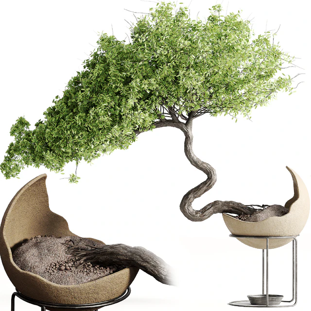 houseplants-indoor-Bonsai-039 — Скачать