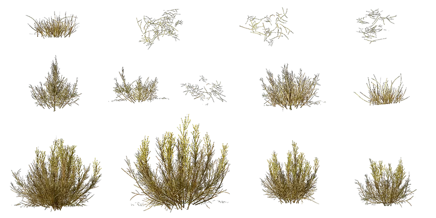 yellow rabbitbrush 001 — Descargar