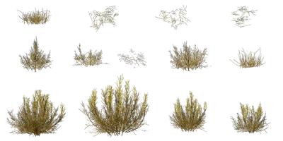 yellow rabbitbrush 001 — Descargar