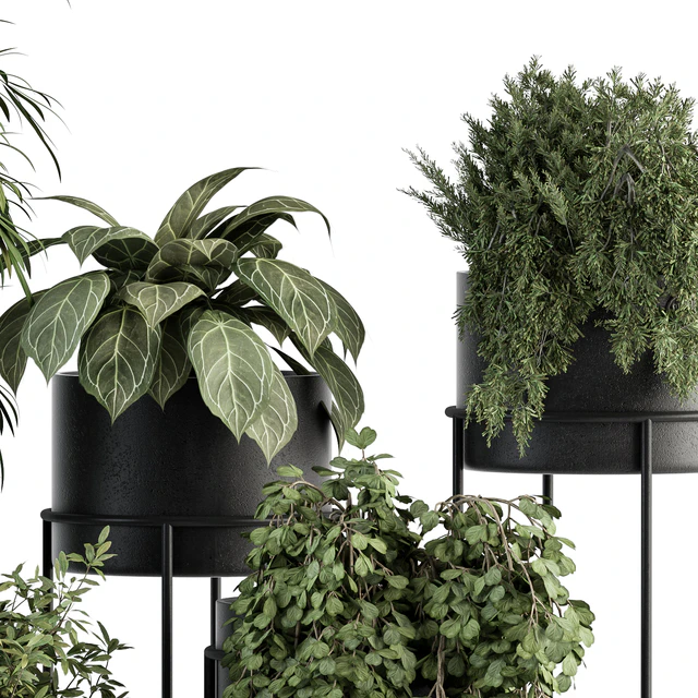 indoor Plant Set 355- Tree and Plant Set in Black pot — Скачать