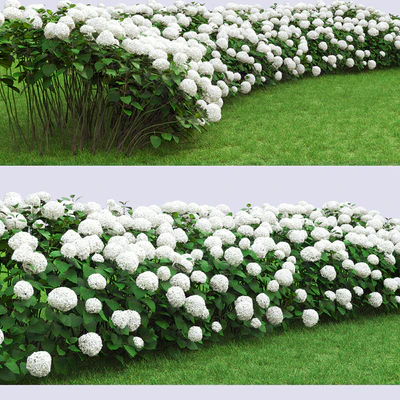 Hydrangea arborescens hedge — Ver 2