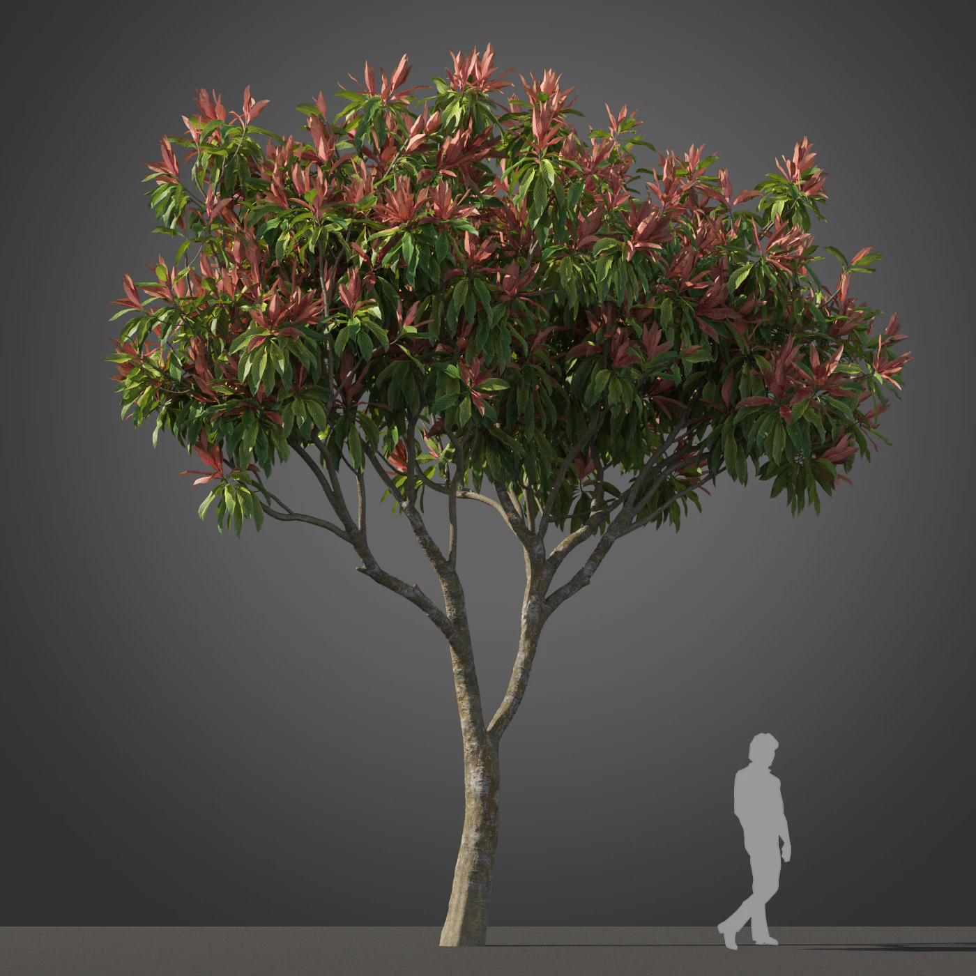 subtropical trees 003 — Descargar
