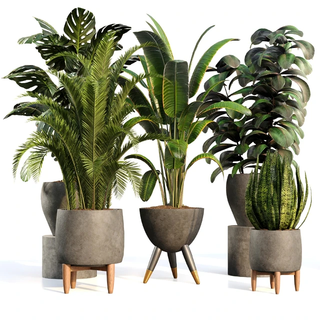 bamboo-Censoria-Indoor plant set 01 — Скачать