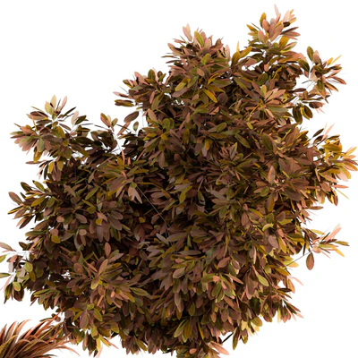 indoor Plant Set 91 - Black and Gold(Red Plant) — Вид 2