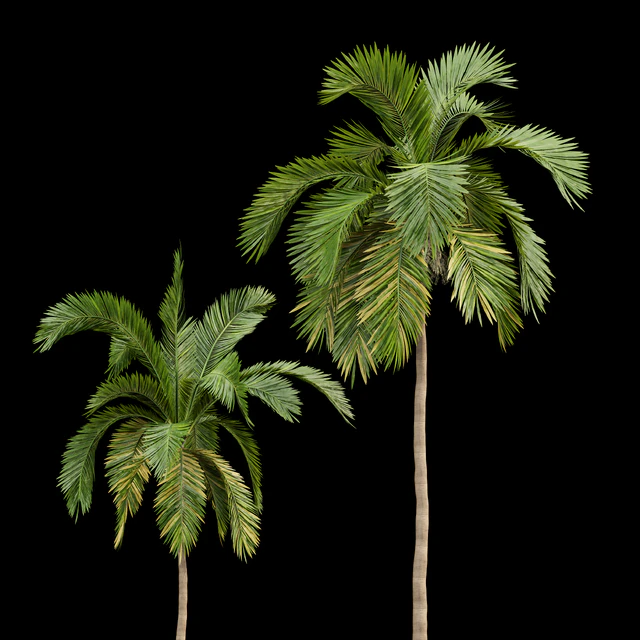 Queen Palm 4 Trees Syagrus Romanzoffiana — Descargar