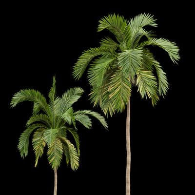 Queen Palm 4 Trees Syagrus Romanzoffiana — Ver 2