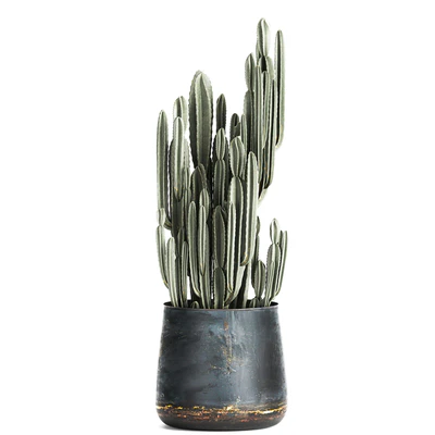 Collection of small plants in luxury pots with Cactus, palm, olive, tree, Rapeseed, Raphis, Cereus. Set 870. — Ver 3