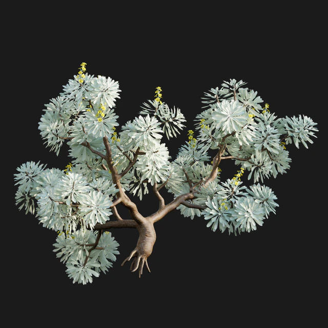 Crossostephium chinense - graphalium spp — Descargar