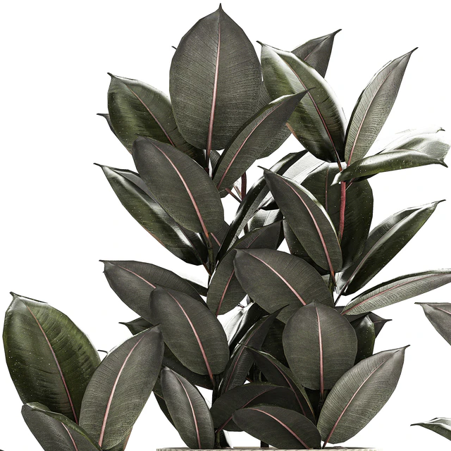 Beautiful tree in a pot Ficus rubbery, elastica, Ficus Abidjan, Ficus Robusta. Plant collection 1246 — Descargar