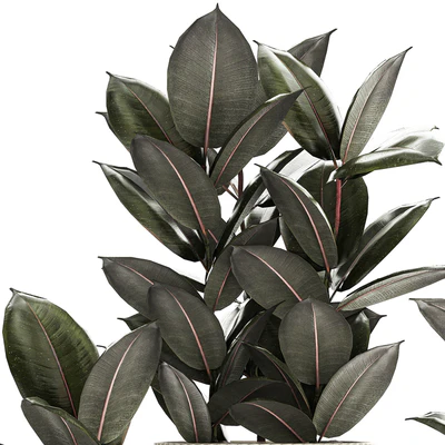 Beautiful tree in a pot Ficus rubbery, elastica, Ficus Abidjan, Ficus Robusta. Plant collection 1246 — Ver 2