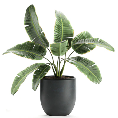 A collection of beautiful lush plants in black pots with strelitzia, banana palm, ravenala. Set 587. — Ver 2