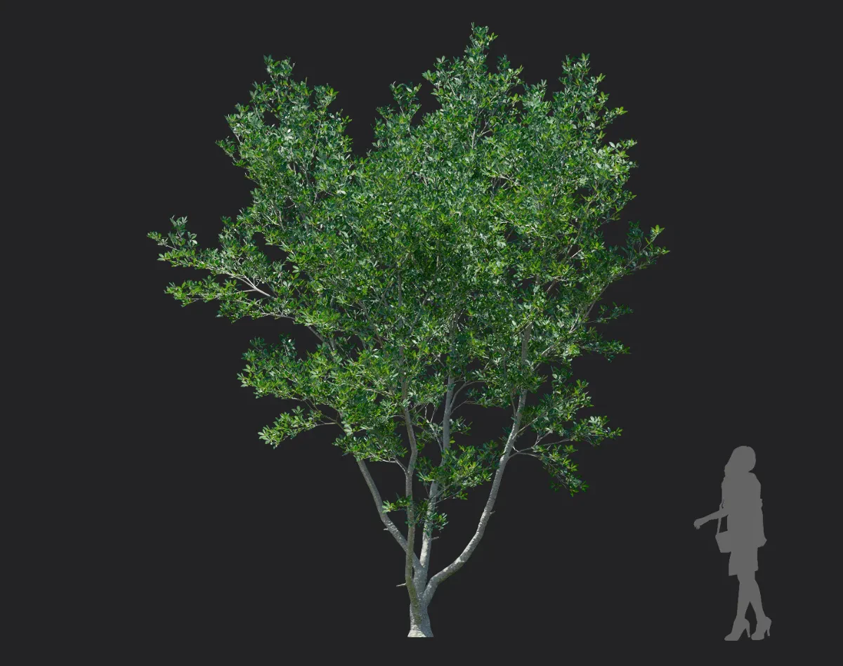 ternstroemia gymnanthera 005 — Скачать