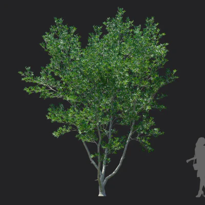 ternstroemia gymnanthera 005 — download