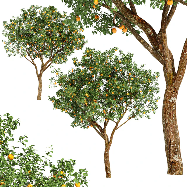 fruit trees-orange — Скачать