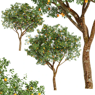 fruit trees-orange — Вид 2