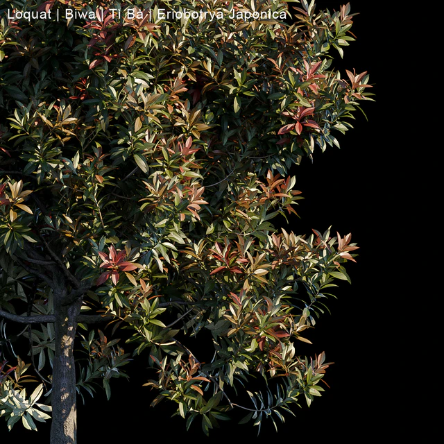 Loquat | Biwa | Eriobotrya Japonica — Скачать