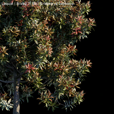 Loquat | Biwa | Eriobotrya Japonica — Вид 2