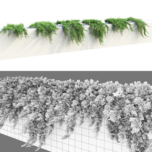 Можжевельник на подпорной стене | Juniperus creeping #1 — Скачать