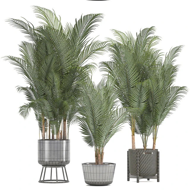 Plant collection 216. Howea forsteriana, palm tree, basket, black pot, indoor plants — Descargar