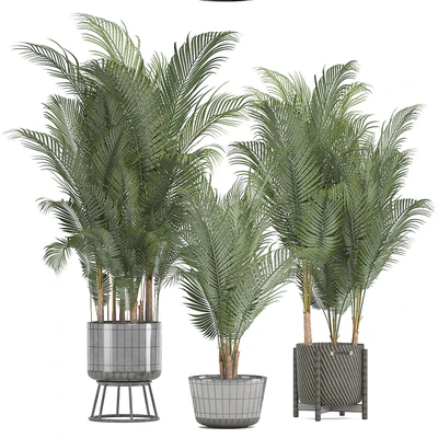 Plant collection 216. Howea forsteriana, palm tree, basket, black pot, indoor plants — Ver 3
