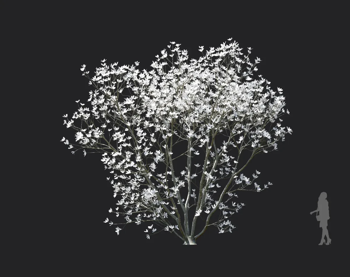 magnolia officinalis 001 — Скачать