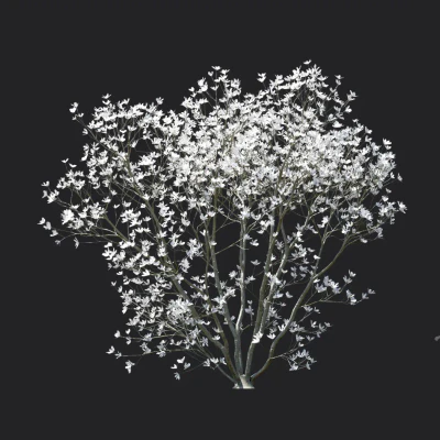 magnolia officinalis 001 — download