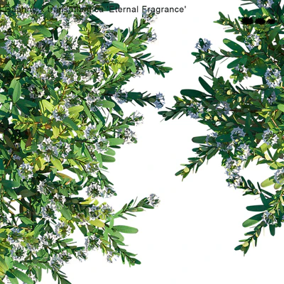 Daphne x transatlantica | Eternal Fragrance — Ver 2