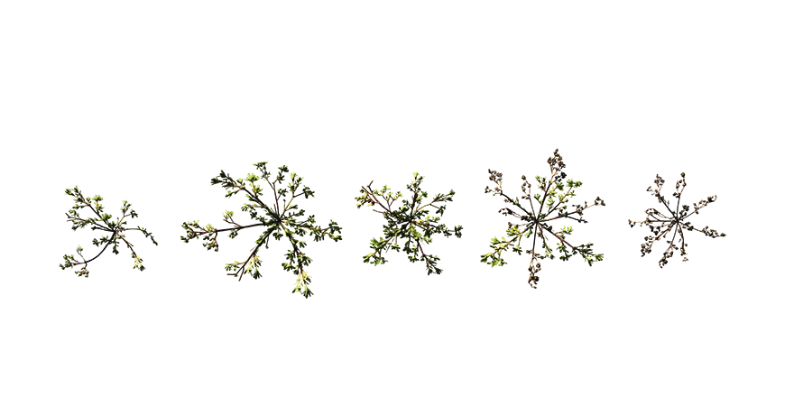 common purslane 001 — Descargar