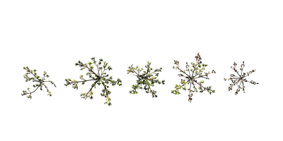 common purslane 001 — Descargar