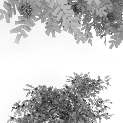 Рябина — Вид 2