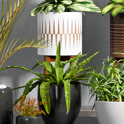 PLANT -50 — Ver 2