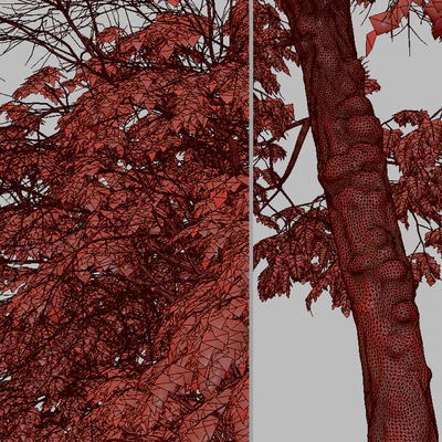 Set of Brazilian Pepper Tree ( Schinus terebinthifolia ) (2 Trees) — Вид 2