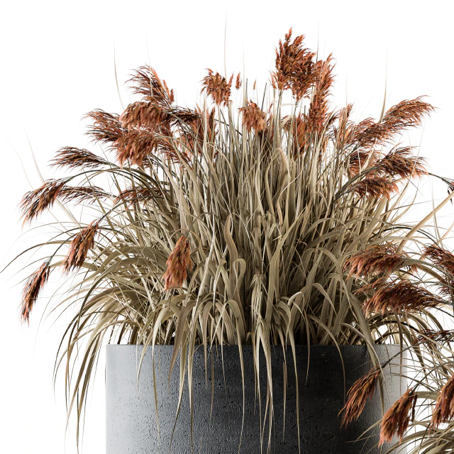 indoor Plant Set 140 - Indian Grass — Descargar