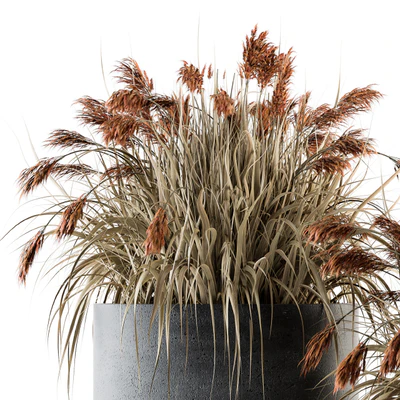 indoor Plant Set 140 - Indian Grass — Ver 3