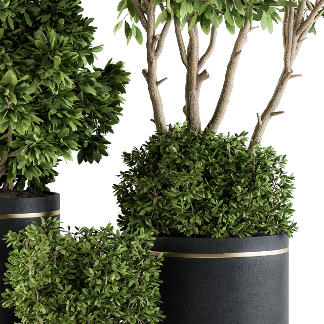 indoor Plant Set 105 - Black and Gold — Скачать