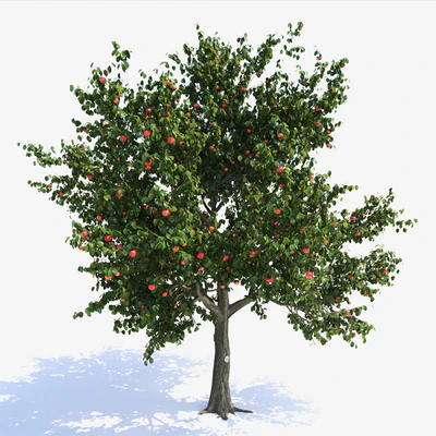 Apple Tree 1 — Вид 2
