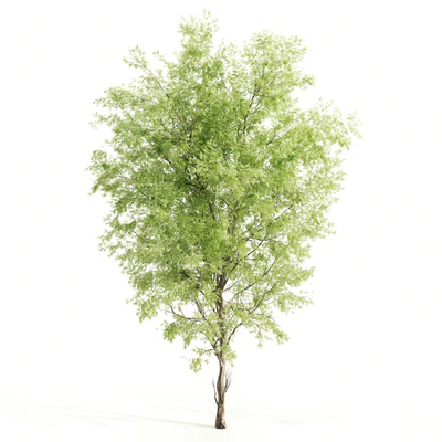 2 ashes tree — Ver 3