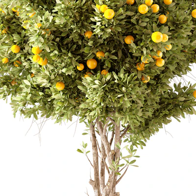 Orange Tree 01 — Вид 2