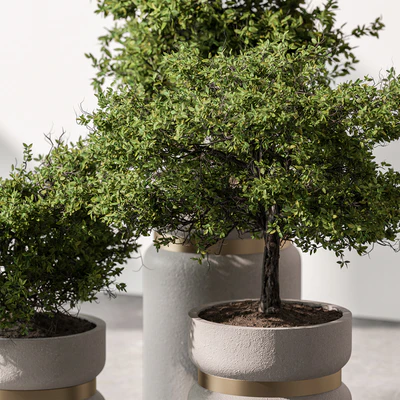 Indoor Plant 566 -Tree in Pot — Ver 2