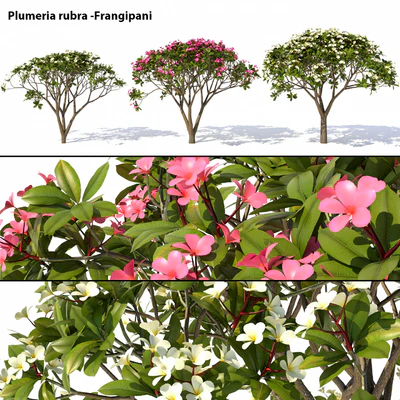 Plumeria rubra -Frangipani Tree — Descargar