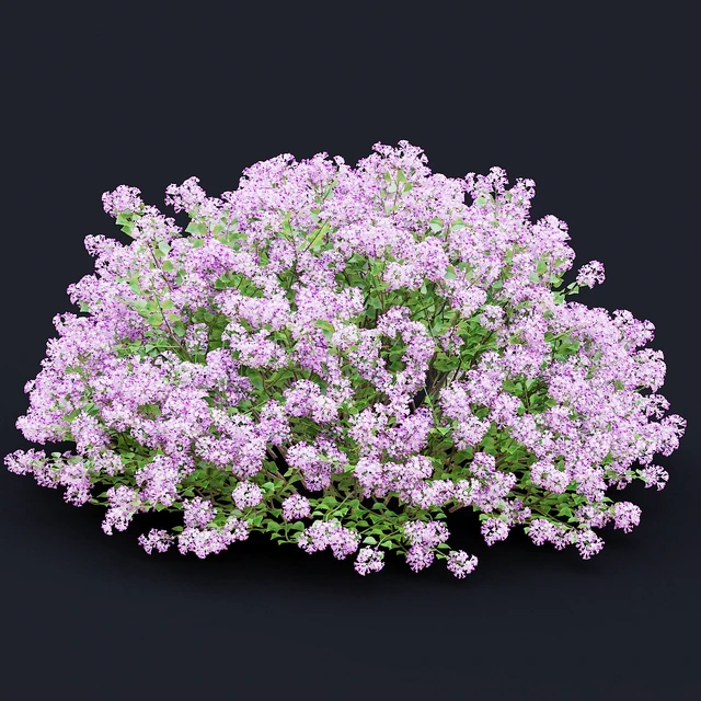 Mayers lilac bushes | Syringa meyeri — Descargar