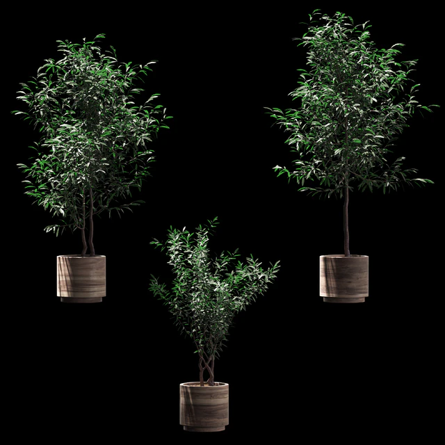 Plants in wooden pots. 3 models — Descargar