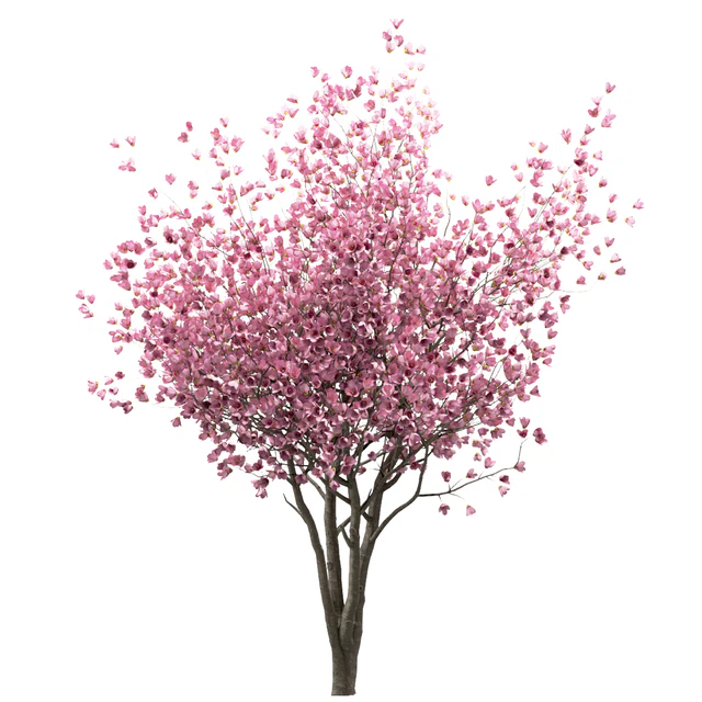 Set of Chinese Magnolia Trees (Saucer Magnolia) (3 Trees) — Descargar