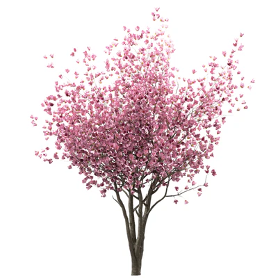 Set of Chinese Magnolia Trees (Saucer Magnolia) (3 Trees) — Ver 2