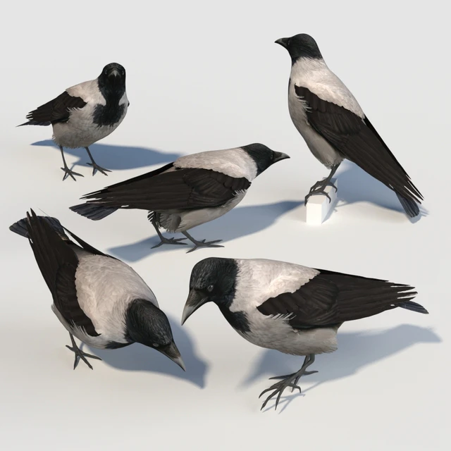 Hooded Crow (bird) — Скачать