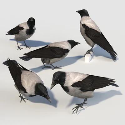 Hooded Crow (bird) — Вид 2