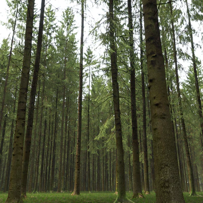 Spruce — Вид 2