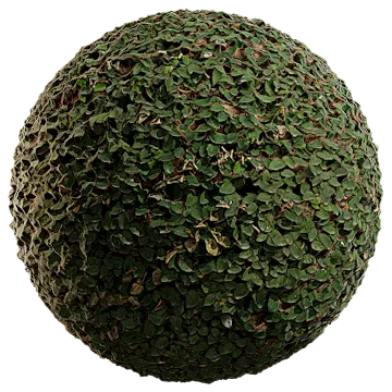 creeping fig 010 — Скачать