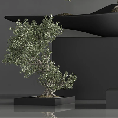 indoor plant bonsai set 29 — Вид 3